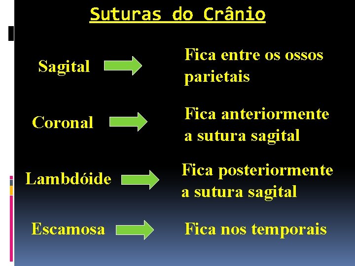Suturas do Crânio Sagital Fica entre os ossos parietais Coronal Fica anteriormente a sutura