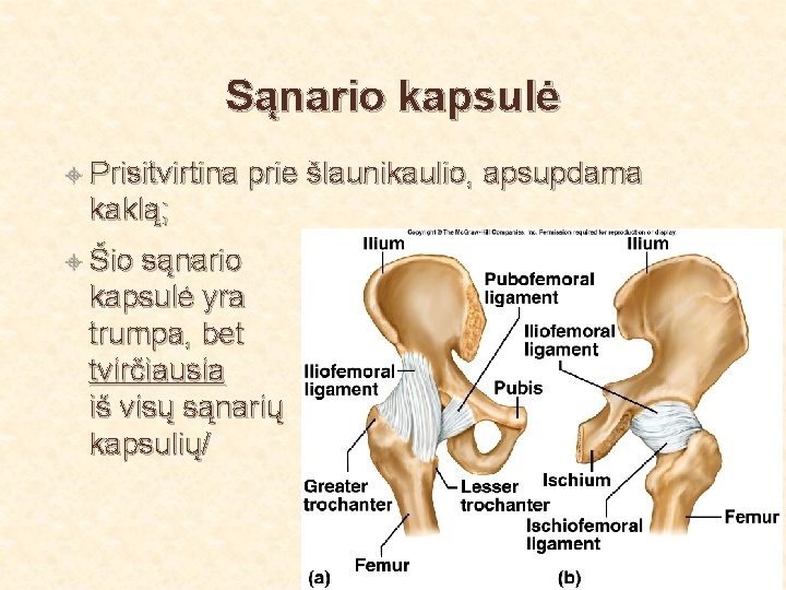 Sąnario kapsulė Prisitvirtina prie šlaunikaulio, apsupdama kaklą; Šio sąnario kapsulė yra trumpa, bet tvirčiausia