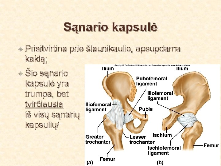 Sąnario kapsulė Prisitvirtina prie šlaunikaulio, apsupdama kaklą; Šio sąnario kapsulė yra trumpa, bet tvirčiausia