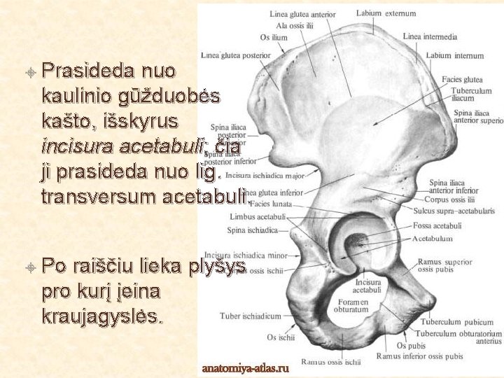  Prasideda nuo kaulinio gūžduobės kašto, išskyrus incisura acetabuli; čia ji prasideda nuo lig.