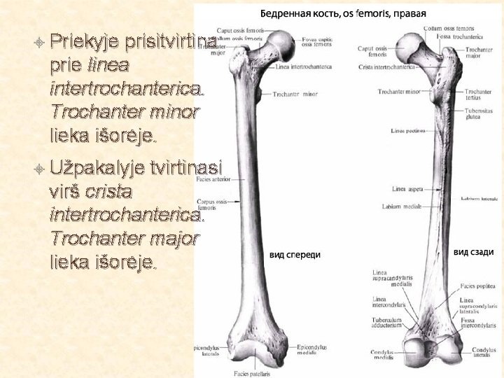  Priekyje prisitvirtina prie linea intertrochanterica. Trochanter minor lieka išorėje. Užpakalyje tvirtinasi virš crista