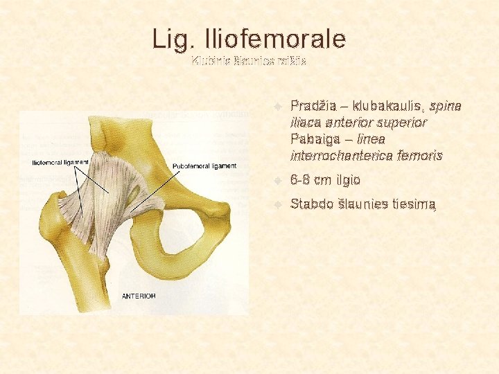 Lig. Iliofemorale Klubinis šlaunies raištis Pradžia – klubakaulis, spina iliaca anterior superior Pabaiga –