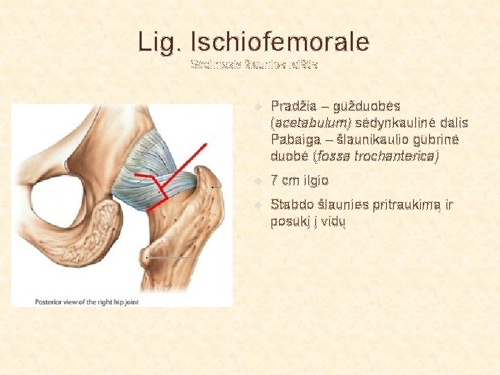 Lig. Ischiofemorale Sėdimasis šlaunies raištis Pradžia – gūžduobės (acetabulum) sėdynkaulinė dalis Pabaiga – šlaunikaulio