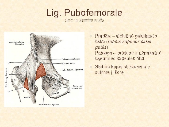Lig. Pubofemorale Gaktinis šlaunies raištis Pradžia – viršutinė gaktikaulio šaka (ramus superior ossis pubis)