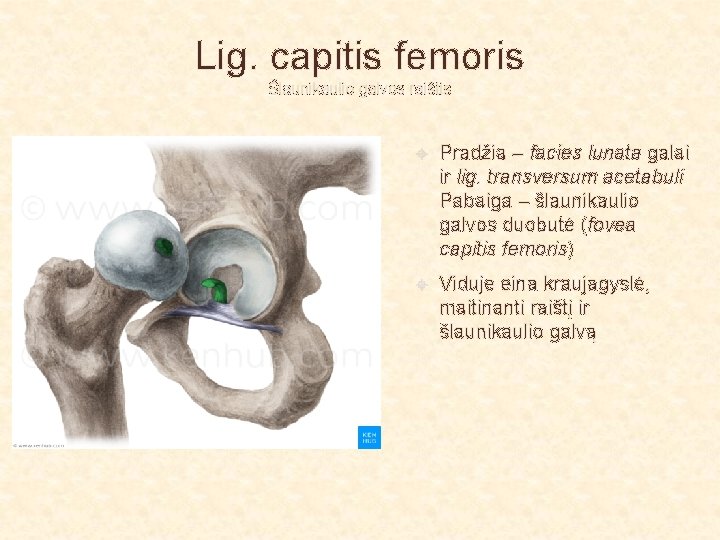 Lig. capitis femoris Šlaunikaulio galvos raištis Pradžia – facies lunata galai ir lig. transversum