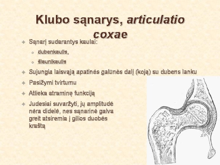  Klubo sąnarys, articulatio coxae Sąnarį sudarantys kaulai: o dubenkaulis, o šlaunikaulis Sujungia laisvąją