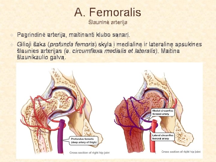 A. Femoralis Šlauninė arterija Pagrindinė arterija, maitinanti klubo sąnarį. Gilioji šaka (profunda femoris) skyla