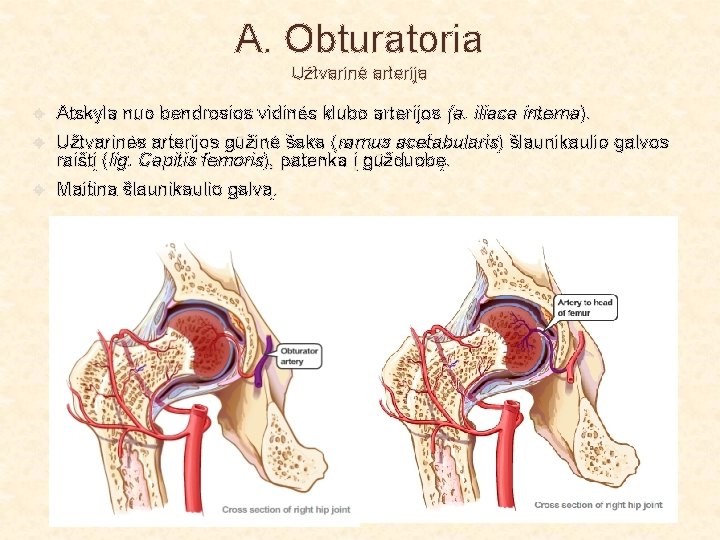 A. Obturatoria Užtvarinė arterija Atskyla nuo bendrosios vidinės klubo arterijos (a. iliaca interna). Užtvarinės