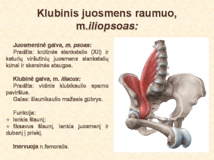 Klubinis juosmens raumuo, m. iliopsoas: Juosmeninė galva, m. psoas: Pradžia: krūtinės slankstelio (XII) ir