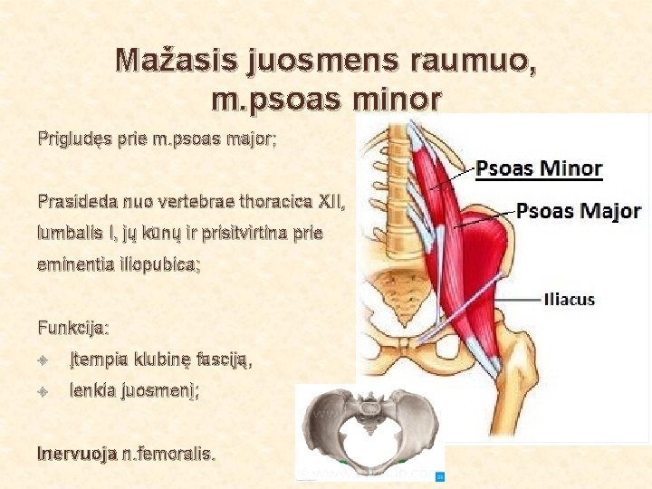 Mažasis juosmens raumuo, m. psoas minor Prigludęs prie m. psoas major; Prasideda nuo vertebrae