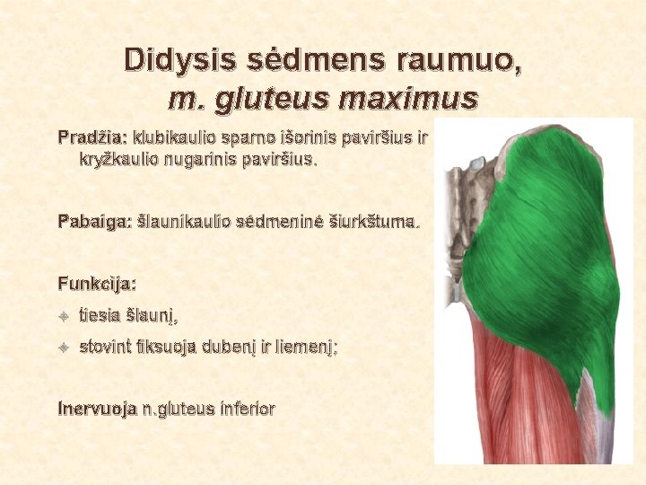Didysis sėdmens raumuo, m. gluteus maximus Pradžia: klubikaulio sparno išorinis paviršius ir kryžkaulio nugarinis