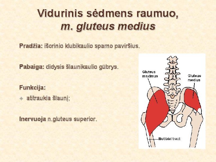 Vidurinis sėdmens raumuo, m. gluteus medius Pradžia: išorinio klubikaulio sparno paviršius. Pabaiga: didysis šlaunikaulio