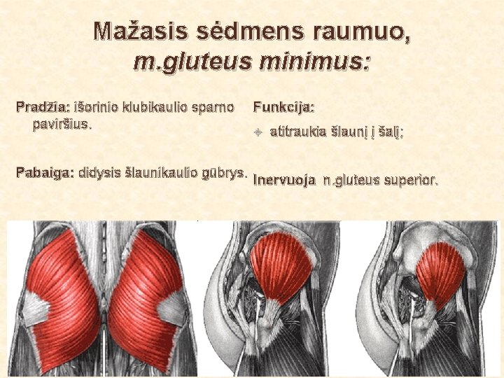 Mažasis sėdmens raumuo, m. gluteus minimus: Pradžia: išorinio klubikaulio sparno paviršius. Funkcija: atitraukia šlaunį