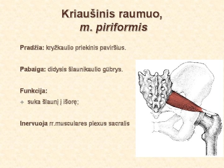 Kriaušinis raumuo, m. piriformis Pradžia: kryžkaulio priekinis paviršius. Pabaiga: didysis šlaunikaulio gūbrys. Funkcija: suka