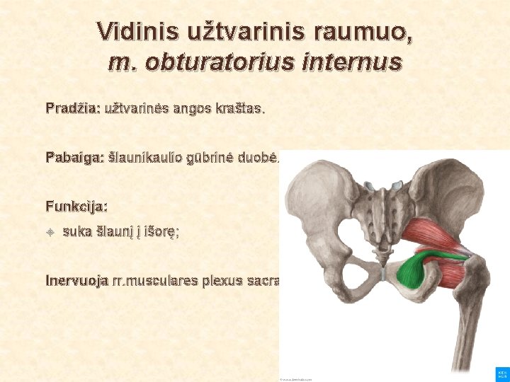 Vidinis užtvarinis raumuo, m. obturatorius internus Pradžia: užtvarinės angos kraštas. Pabaiga: šlaunikaulio gūbrinė duobė.