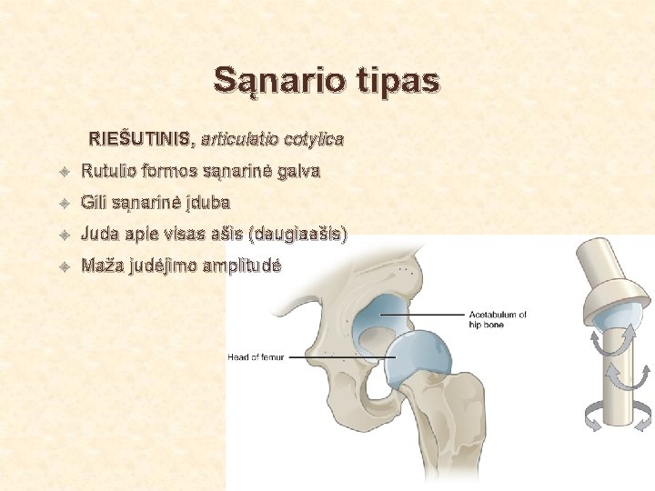 Sąnario tipas RIEŠUTINIS, articulatio cotylica Rutulio formos sąnarinė galva Gili sąnarinė įduba Juda apie