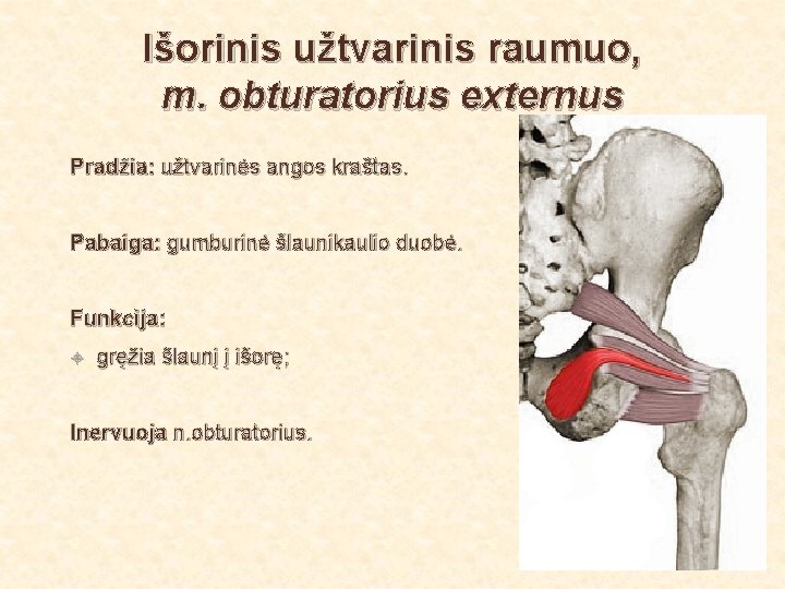 Išorinis užtvarinis raumuo, m. obturatorius externus Pradžia: užtvarinės angos kraštas. Pabaiga: gumburinė šlaunikaulio duobė.