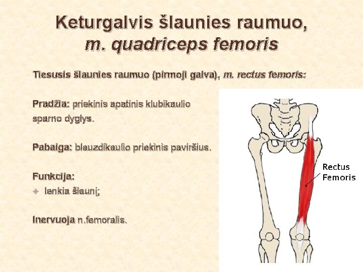 Keturgalvis šlaunies raumuo, m. quadriceps femoris Tiesusis šlaunies raumuo (pirmoji galva), m. rectus femoris:
