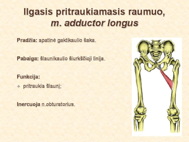 Ilgasis pritraukiamasis raumuo, m. adductor longus Pradžia: apatinė gaktikaulio šaka. Pabaiga: šlaunikaulio šiurkščioji linija.