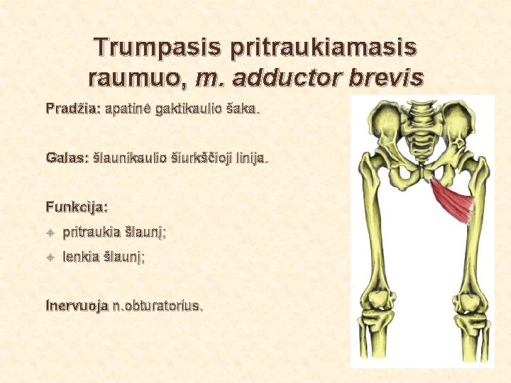 Trumpasis pritraukiamasis raumuo, m. adductor brevis Pradžia: apatinė gaktikaulio šaka. Galas: šlaunikaulio šiurkščioji linija.