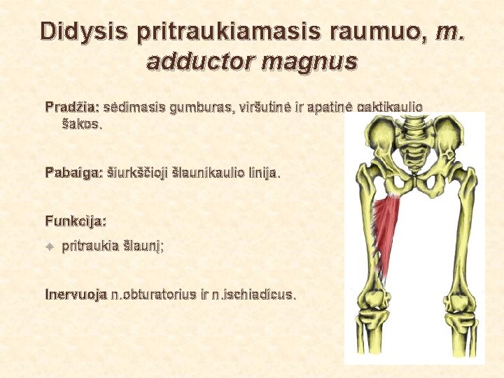 Didysis pritraukiamasis raumuo, m. adductor magnus Pradžia: sėdimasis gumburas, viršutinė ir apatinė gaktikaulio šakos.