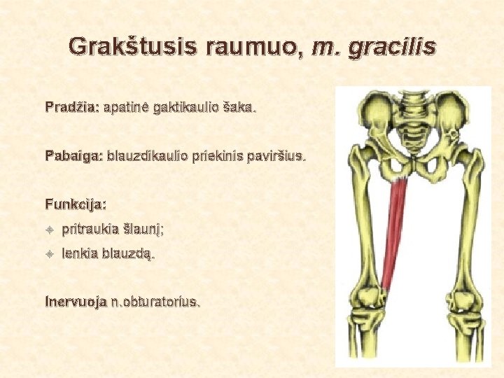 Grakštusis raumuo, m. gracilis Pradžia: apatinė gaktikaulio šaka. Pabaiga: blauzdikaulio priekinis paviršius. Funkcija: pritraukia