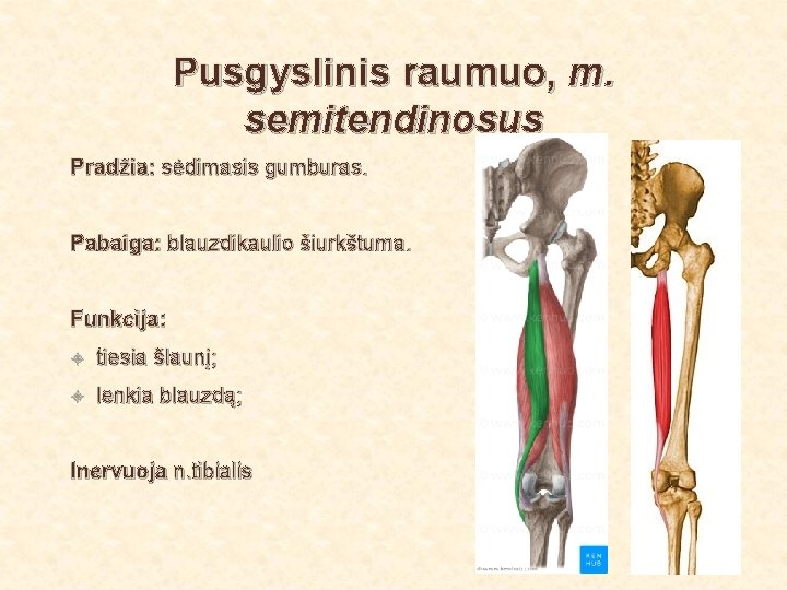 Pusgyslinis raumuo, m. semitendinosus Pradžia: sėdimasis gumburas. Pabaiga: blauzdikaulio šiurkštuma. Funkcija: tiesia šlaunį; lenkia