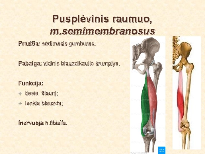 Pusplėvinis raumuo, m. semimembranosus Pradžia: sėdimasis gumburas. Pabaiga: vidinis blauzdikaulio krumplys. Funkcija: tiesia šlaunį;