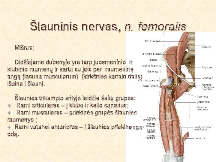 Šlauninis nervas, n. femoralis Mišrus; Didžiajame dubenyje yra tarp juosmeninio ir klubinio raumenų ir