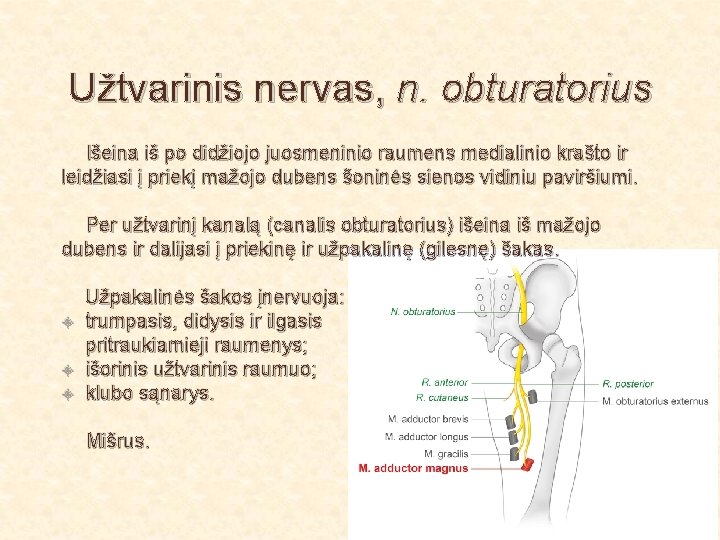 Užtvarinis nervas, n. obturatorius Išeina iš po didžiojo juosmeninio raumens medialinio krašto ir leidžiasi