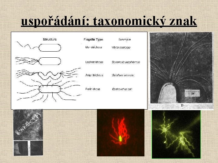 uspořádání: taxonomický znak 