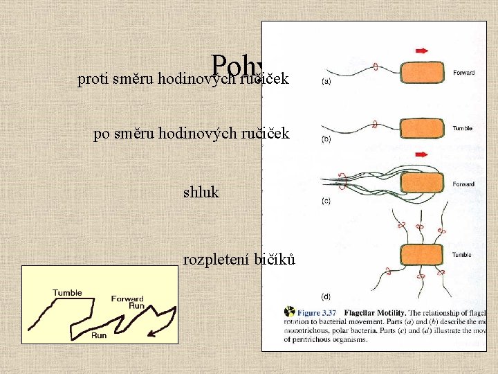 Pohyb proti směru hodinových ručiček po směru hodinových ručiček shluk rozpletení bičíků 