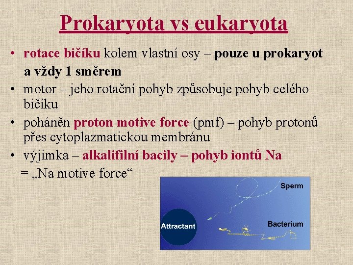 Prokaryota vs eukaryota • rotace bičíku kolem vlastní osy – pouze u prokaryot a