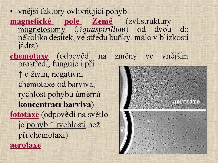  • vnější faktory ovlivňující pohyb: magnetické pole Země (zvl. struktury – magnetosomy (Aquaspirillum)