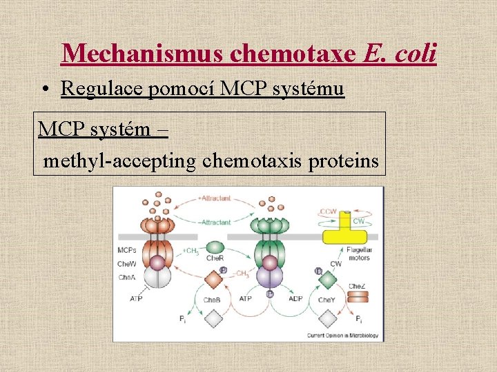 Mechanismus chemotaxe E. coli • Regulace pomocí MCP systému MCP systém – methyl-accepting chemotaxis