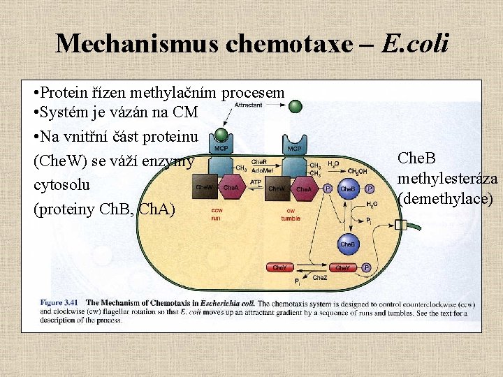 Mechanismus chemotaxe – E. coli • Protein řízen methylačním procesem • Systém je vázán