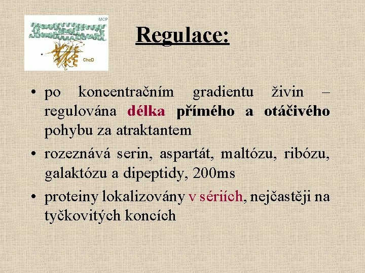 Regulace: • po koncentračním gradientu živin – regulována délka přímého a otáčivého pohybu za