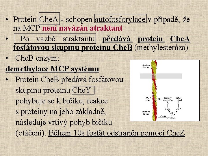  • Protein Che. A - schopen autofosforylace v případě, že na MCP není