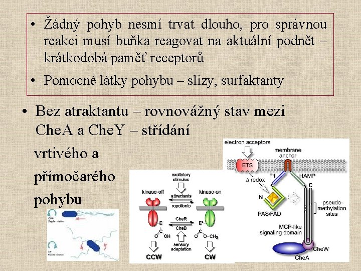  • Žádný pohyb nesmí trvat dlouho, pro správnou reakci musí buňka reagovat na