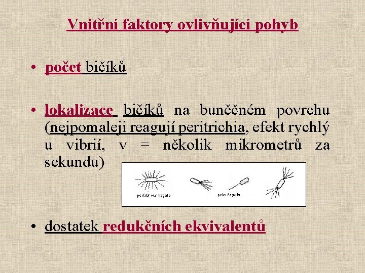 Vnitřní faktory ovlivňující pohyb • počet bičíků • lokalizace bičíků na buněčném povrchu (nejpomaleji