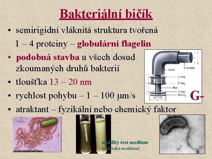 Bakteriální bičík • semirigidní vláknitá struktura tvořená 1 – 4 proteiny – globulární flagelin