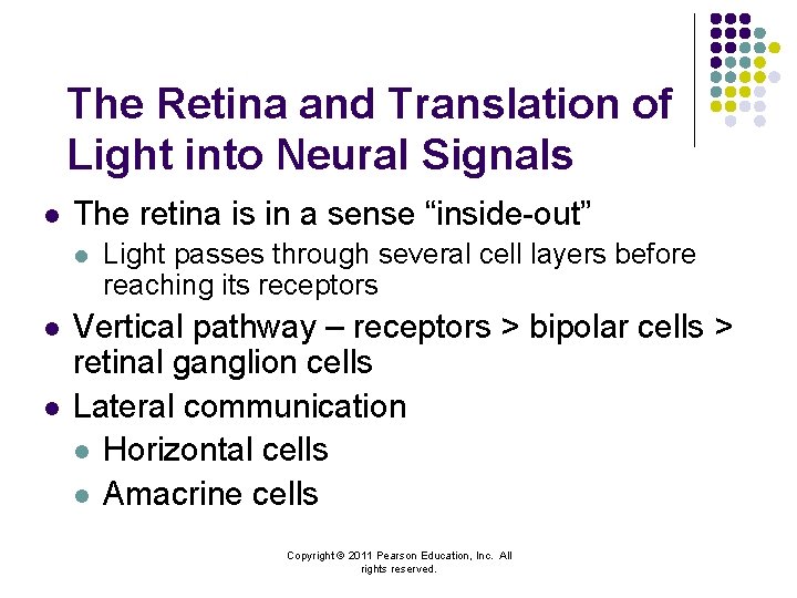 The Retina and Translation of Light into Neural Signals l The retina is in