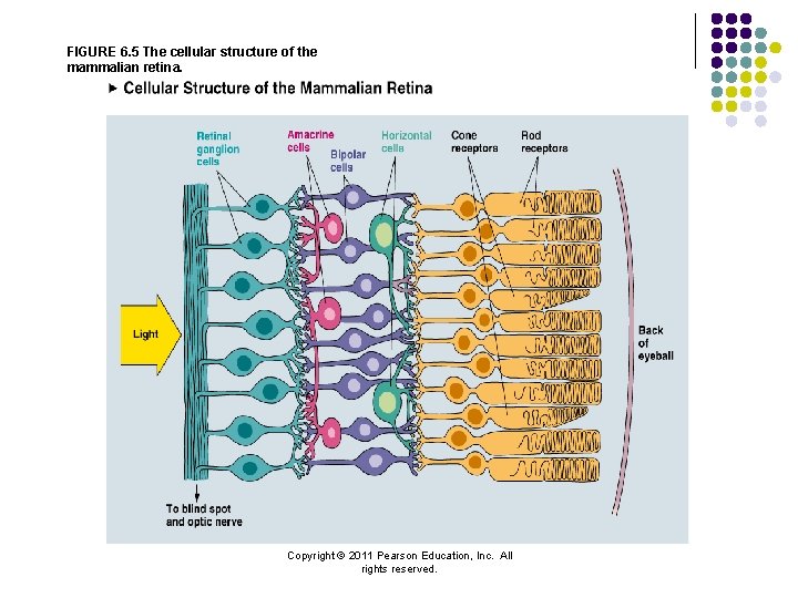 FIGURE 6. 5 The cellular structure of the mammalian retina. Copyright © 2011 Pearson