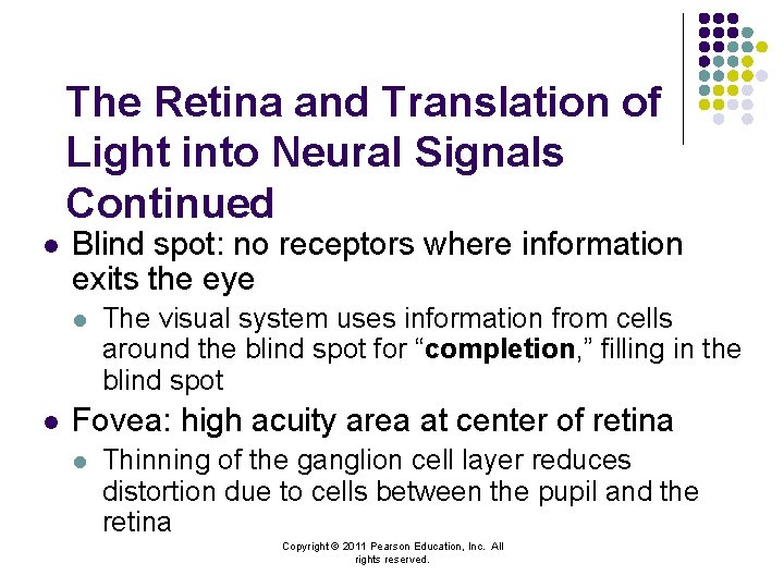 The Retina and Translation of Light into Neural Signals Continued l Blind spot: no