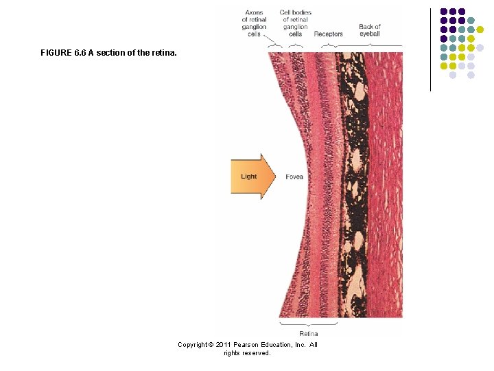 FIGURE 6. 6 A section of the retina. Copyright © 2011 Pearson Education, Inc.