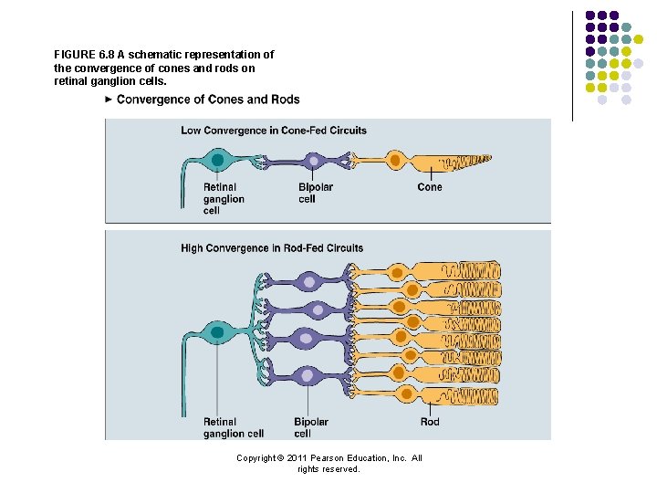 FIGURE 6. 8 A schematic representation of the convergence of cones and rods on