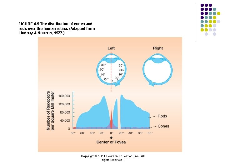 FIGURE 6. 9 The distribution of cones and rods over the human retina. (Adapted