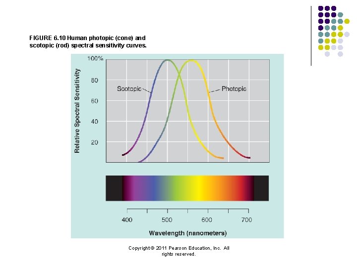 FIGURE 6. 10 Human photopic (cone) and scotopic (rod) spectral sensitivity curves. Copyright ©