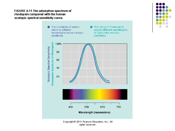 FIGURE 6. 11 The adsorption spectrum of rhodopsin compared with the human scotopic spectral