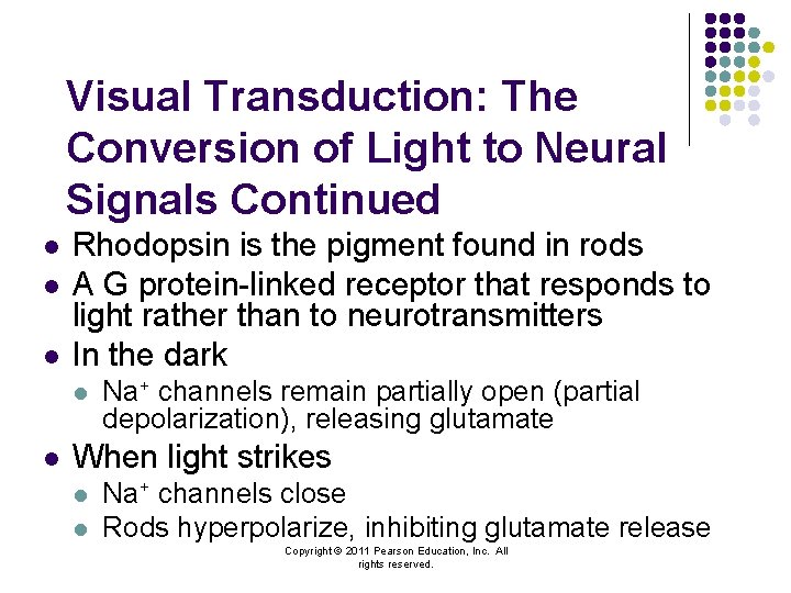 Visual Transduction: The Conversion of Light to Neural Signals Continued l l l Rhodopsin